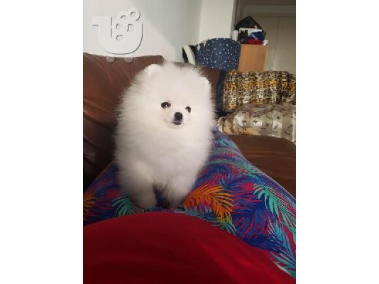 Ένα υπέροχο Pomeranian ψάχνει για ένα νέο σπίτι Έχουμε ένα ωραίο...
