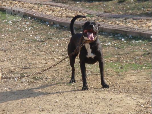 PoulaTo: Πωλουνται pit bullakia