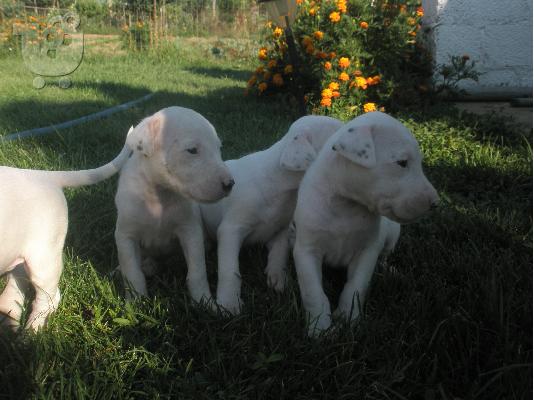 Polounte koutavia Dogo Argentino