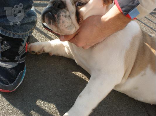 ΠΩΛΕΙΤΑΙ ΑΓΓΛΙΚΟ BULLDOG ΘΗΛΙΚΟ