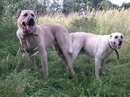 Turski kangal
