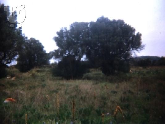 Πωλείται Αγροτεμάχιο 12 στρεμμάτων Αλμυροπόταμος Στύρα Εύβοια...