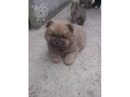 chow-chow