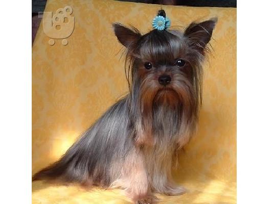 YORKSHIRE TERRIER