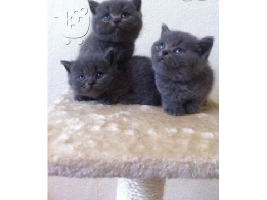 PoulaTo: British Shorthair Προς Πώληση
