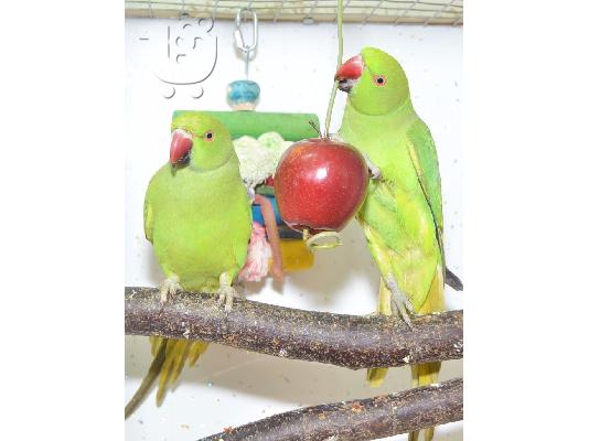 PoulaTo: Εντυπωσιακά Baby Ringnecks Έτοιμα και διαθέσιμα τώρα!