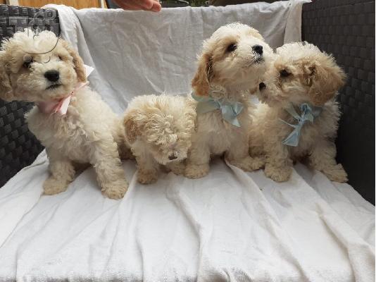 PoulaTo: Cavapoochons προς πώληση