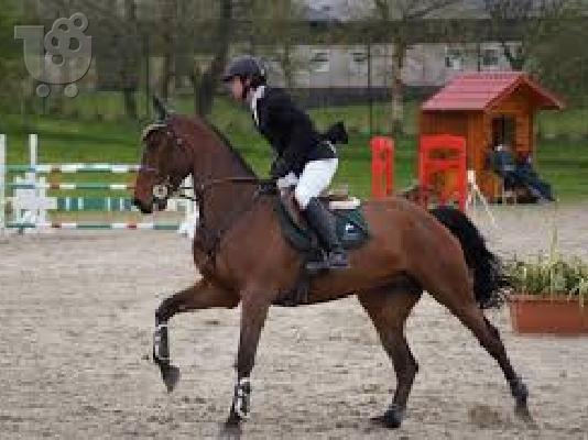 Reduced-stunning Welsh Section A