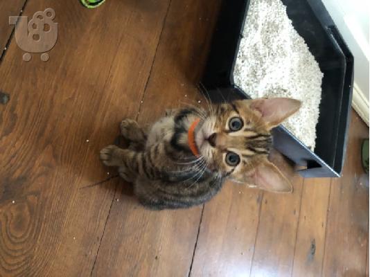 υπέροχα γατάκια BENGAl