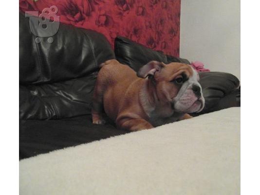 PoulaTo: Μια εξαιρετική κουτάβι British Bulldog,