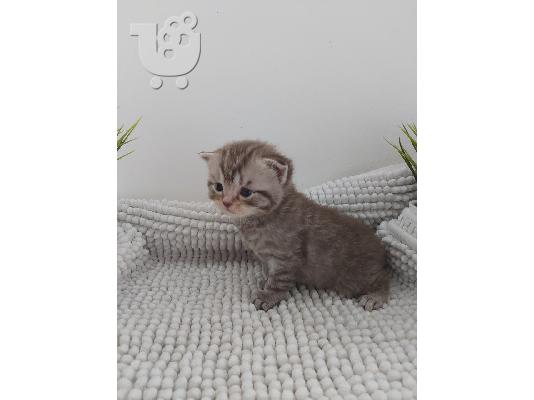 Αγγλικά γατάκι Longhair Tabby προς πώληση