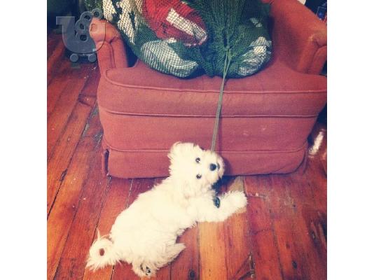 lovely puppy for lonely homes