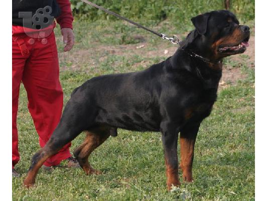 PoulaTo: ROTTWEILER KOΥΤΑΒΙΑ 