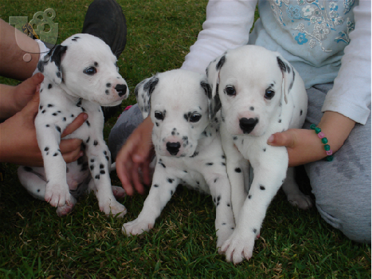 Dalmatian κουτάβια