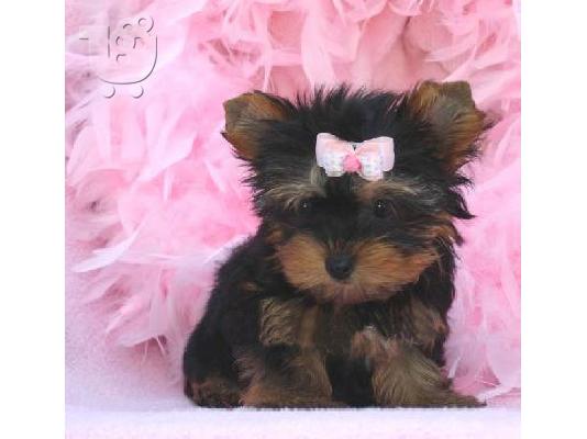 PoulaTo: Yorkshire Terrier Γιορκσάϊρ