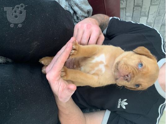 Κουτάβια Adorabe Dogue De Bordeaux