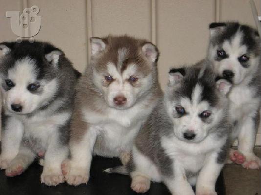 HUSKY καθαροαιμα 6979314054 ΚΡΗΤΗ-ΑΘΗΝΑ-ΘΕΣΣ/ΝΙΚΗ