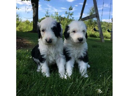 PoulaTo: Αξιολάτρευτα κουτάβια Sheepadoodle