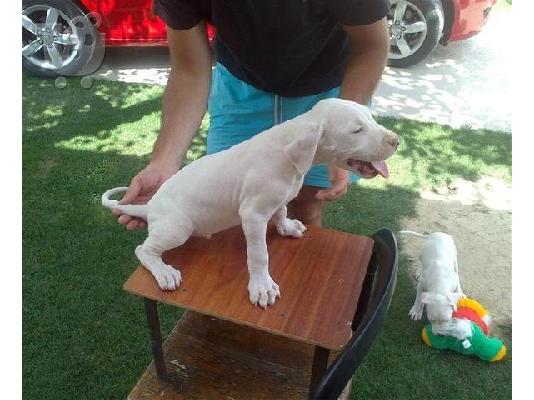DOGO ARGENTINO