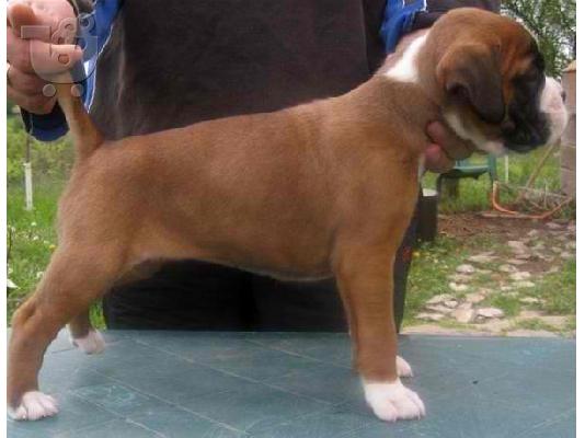 PoulaTo: BOXER