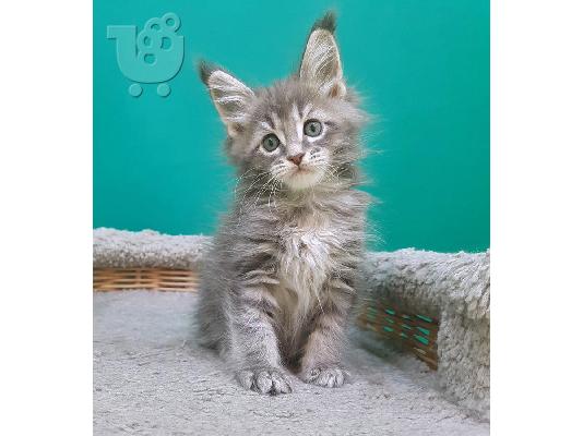 PoulaTo: Διαθέσιμο Maine Coon γατάκια