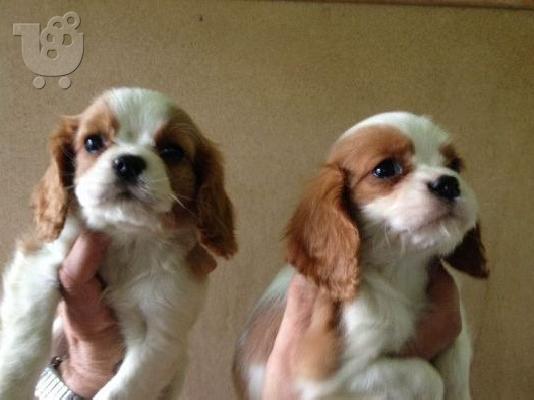PoulaTo: KING CHARLES KAVALIER