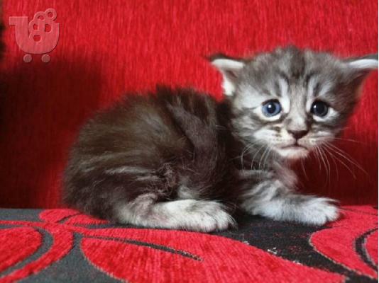 Maine Coon Cats Διαθέσιμο