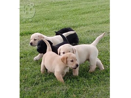 PoulaTo: Labrador κουτάβια  για καλά σπίτια.