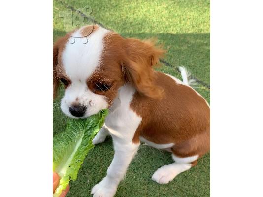 PoulaTo: Κουτάβια Cavalier King Charles Spaniel.