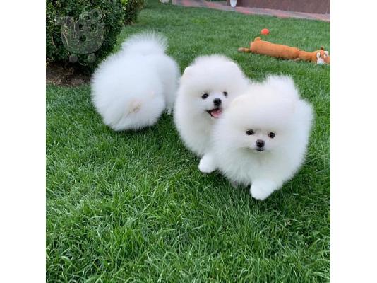 PoulaTo: Προσφορά χαριτωμένων κουταβιών Pomeranian