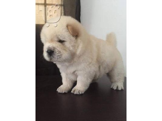PoulaTo: Καταπληκτικά κουτάβια Chow Chow