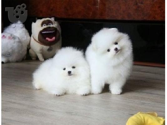 PoulaTo: Διατίθενται κουτάβια Pomeranian
