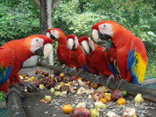 PoulaTo: scarlet παπαγάλος macaw για 200 ευρώ