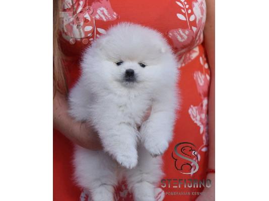 Λευκά κουτάβια Pomeranian Boo