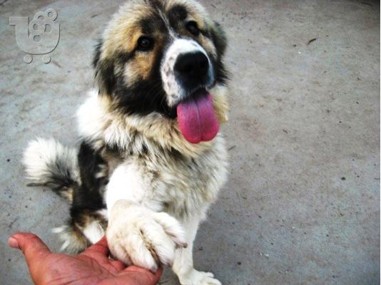 PoulaTo: ΚΑΥΚΑΣΟΥ Ο TAYSONâ€ ΧΑΡΙΖΕΤΑΙ