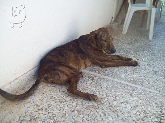 Νεαρο σκυλακι συντροφιας για υιοθεσια
