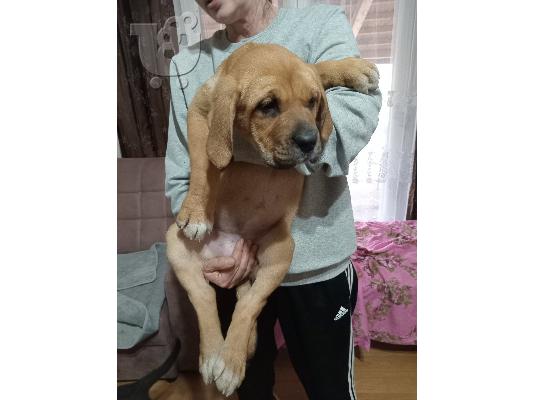 Κουτάβια Bandog προς πώληση