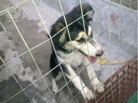 PoulaTo: ΧΑΣΚΙ ΚΟΥΤΑΒΑΚΙ ΗΜΙΑΙΜΟ ΧΑΡΙΖΕΤΑΙ