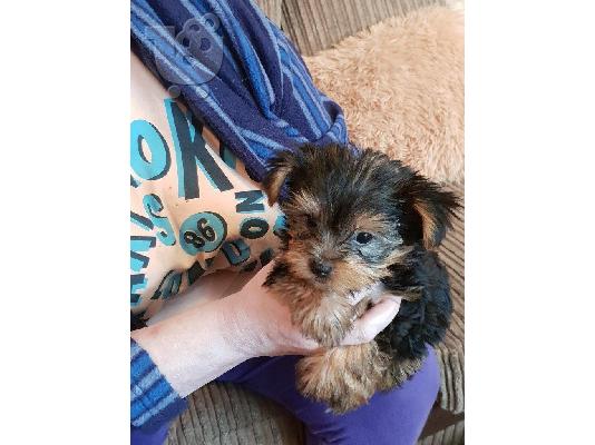 PoulaTo: Teacup Yorkshire Terrier Puppy!