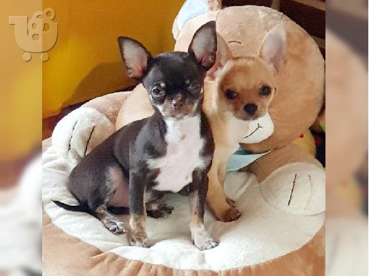 PoulaTo: καθαρή φυλή Chihuahua