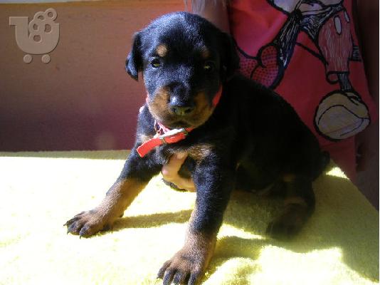 PoulaTo: Dobermann