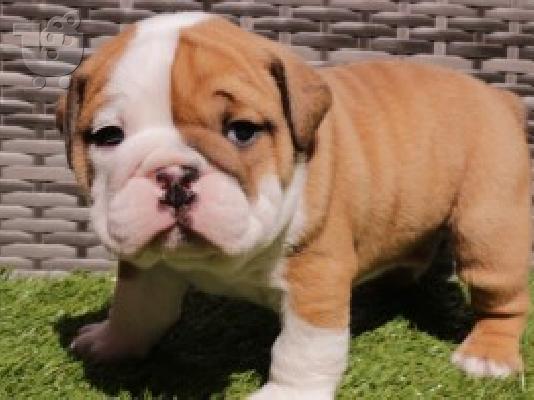 PoulaTo: Αγγλικά μπουλντόγκ για Rehoming