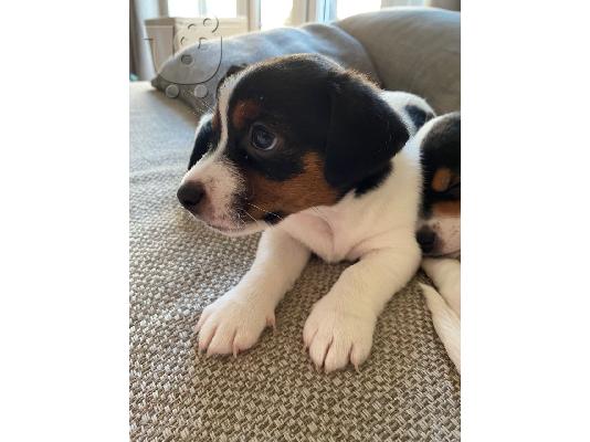 PoulaTo: Εκπληκτικά κουτάβια Jack Russell
