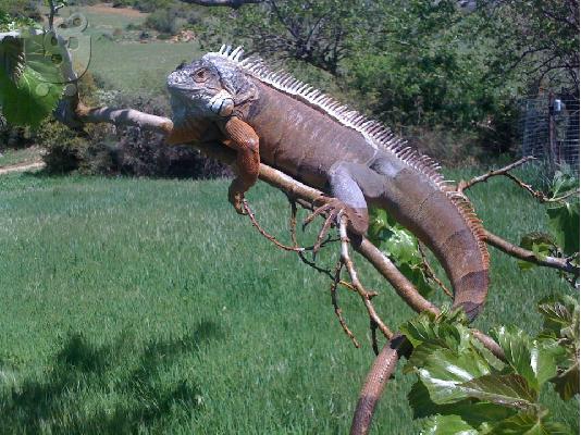 ΠΩΛΕΙΤΑΙ ΙΓΚΟΥΑΝΑ 1,40m THL..6945523483
