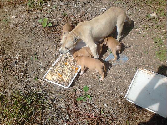 PoulaTo: pitbull