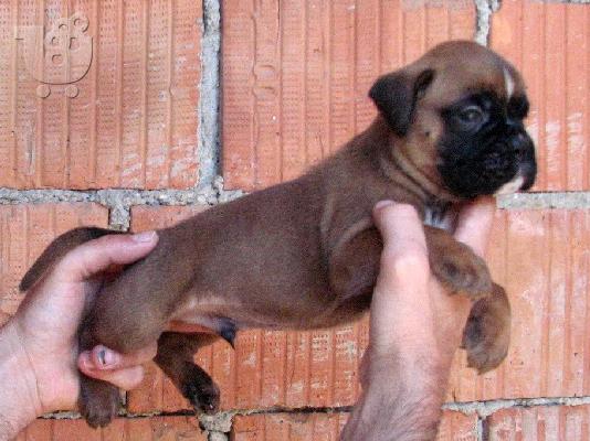 boxer κουταβια ευκαιρια