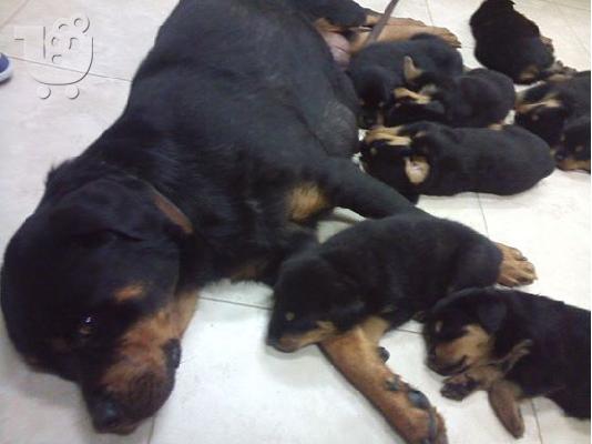 ΠΩΛΟΥΝΤΑΙ ΚΑΘΑΡΟΑΙΜΑ ΚΟΥΤΑΒΙΑ ROTTWEILER