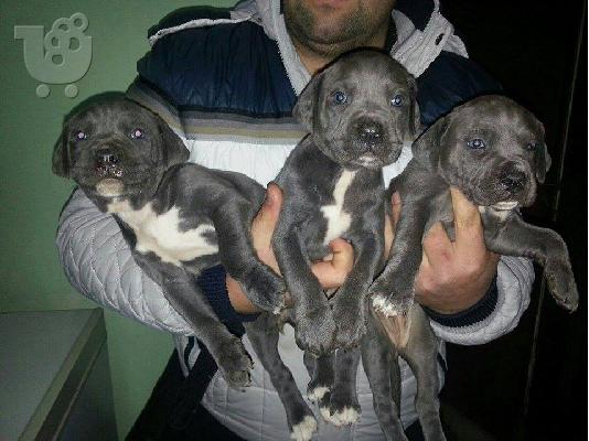 PoulaTo: pitbull - πιτμπουλ Bluenose καθαροαιμα 6979314054