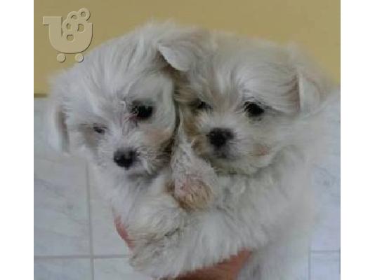 Maltese mini / Μαλτεζ μινι ΚΡΗΤΗ εκθεσιακους γονεις 6979314054...