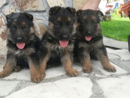 PoulaTo: GERMANIKO POIMENIKO